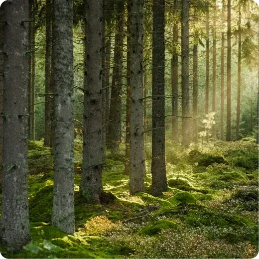 Living Greens