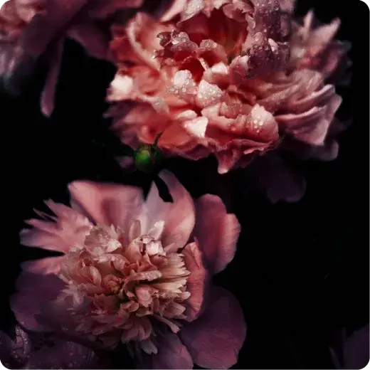 Elegant Darks
